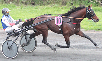 Haras Wildfarm Italia